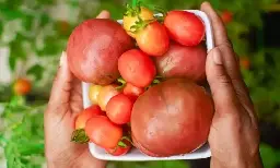 Tomato nostalgia as I relive my Croatian island childhood