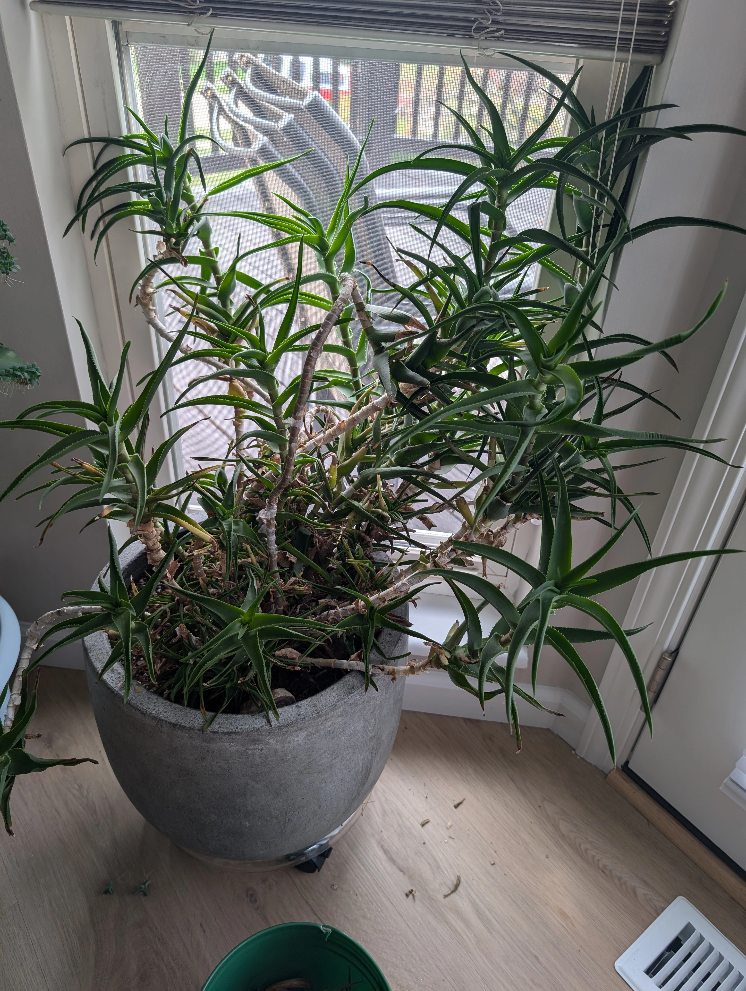 A climbing aloe plant in a pot. The plant looks very bushy and hectic