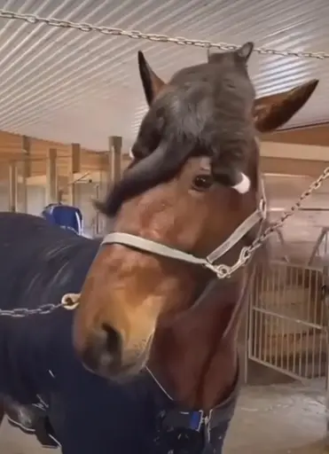 a cat lying on top of a horse's forehead