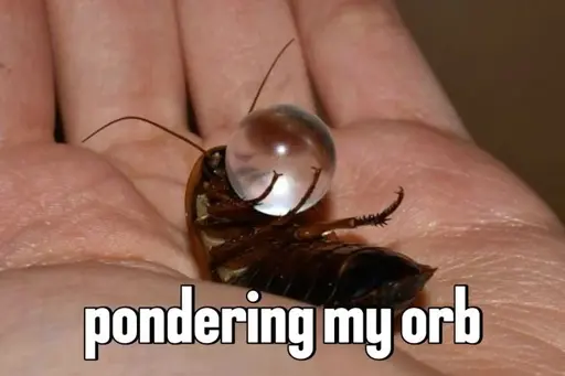 photo of a cockroach on its back with a sphere of water in its hands. Text says "pondering my orb"