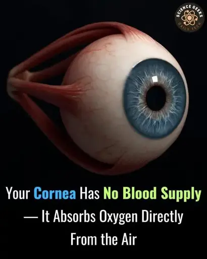 A vertical image shows a detailed 3D rendering of a human eye against a black background. The eye is anatomically correct, showing the optic nerve, muscles, and the eyeball itself with a blue iris. Text is superimposed on the bottom of the image. The top line of text reads: "Your Cornea Has No Blood Supply". The bottom line of text reads: "— It Absorbs Oxygen Directly From the Air". 
