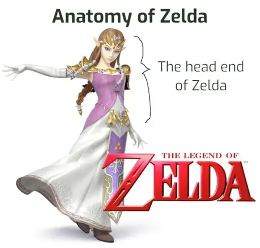 Picture of Zelda. Top half is marked "The head end of Zelda". Bottom half is marked "The Legend of Zelda".