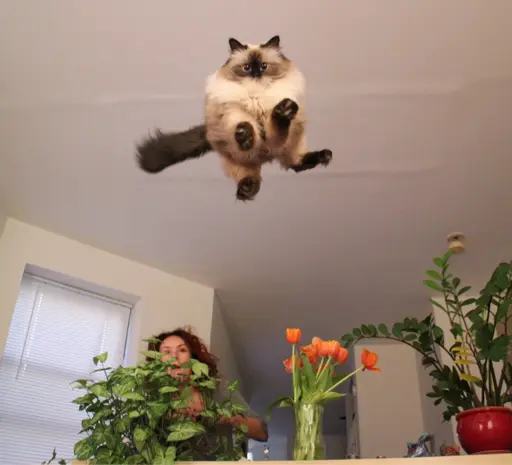 picture of a rlly fluffy fluff cat that had just jumped out of a womans arms (who is shocked by this) overa few vases and plants placed a top an indorr seperating wall. The cat is heading directly for the person whomst taketh the foto and is, from the viewpoint of the photogiraffe-err, more than two meters in the air. Also there is a disconnected fire alarm in the bottom-mid-right and what looks like D.I.Y. ceiling repair or current water damage that's been painted over.