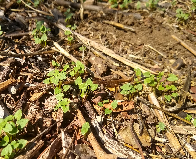 Common garden weeds in Southern California